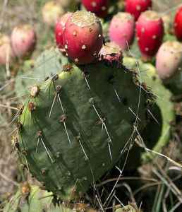 Cactus opuntia